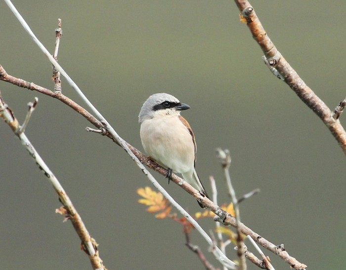 Red-backed Shrike