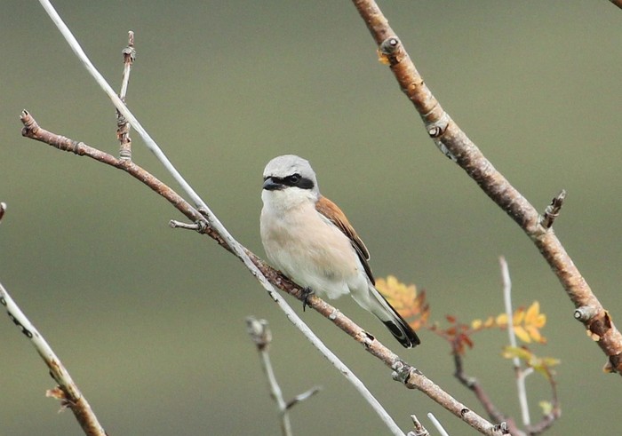 Red-backed Shrike