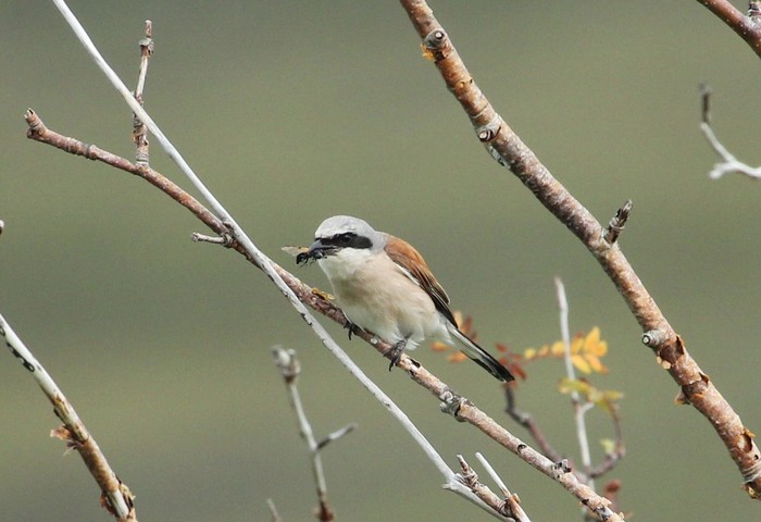Red-backed Shrike