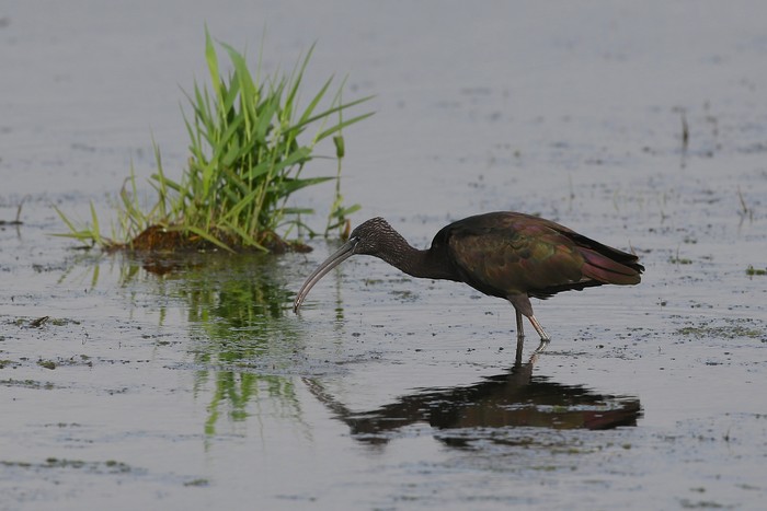 Glossy Ibis