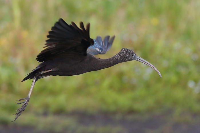 Glossy Ibis