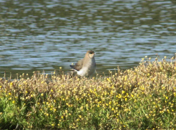 Black-winged Pratincole