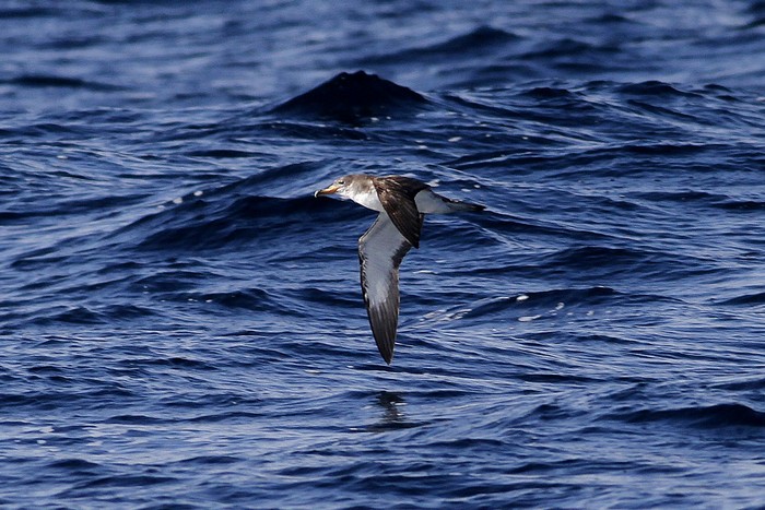 Cory's Shearwater