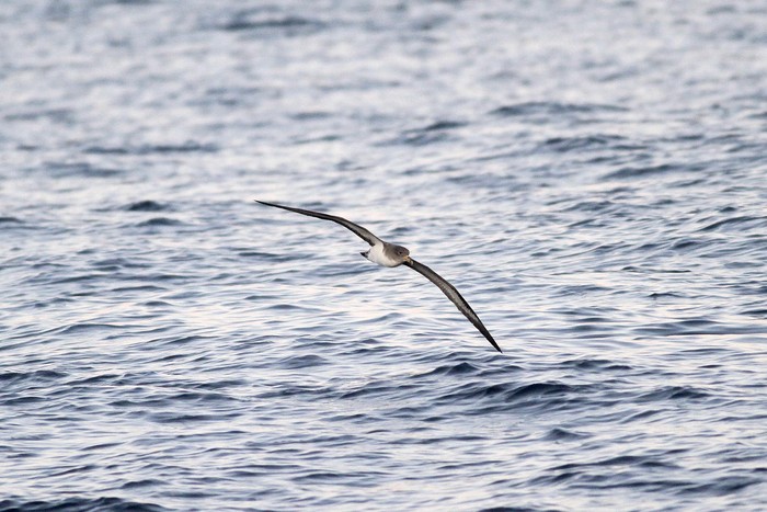 Cory's Shearwater