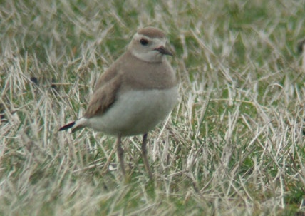 Caspian Plover