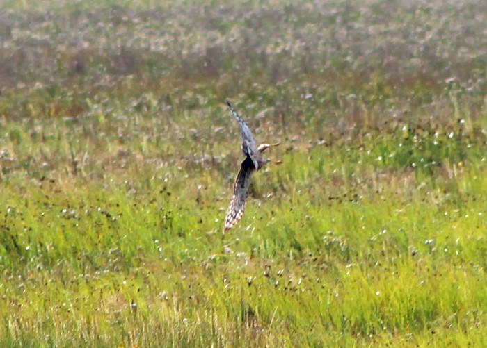 Hen Harrier