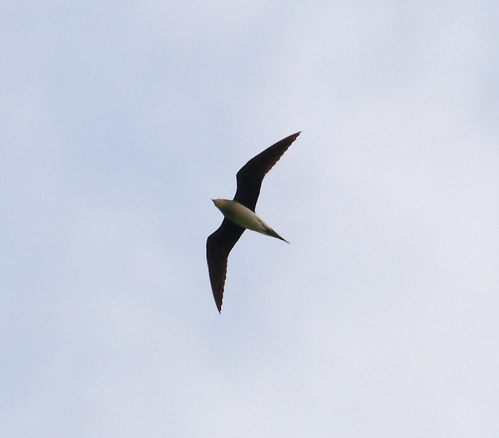 Black-winged Pratincole