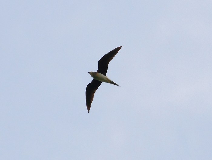 Black-winged Pratincole