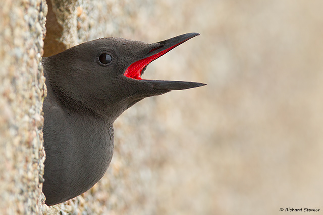 Black Guillemot