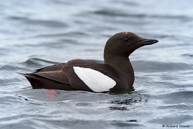 Black Guillemot