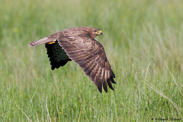 Buzzard