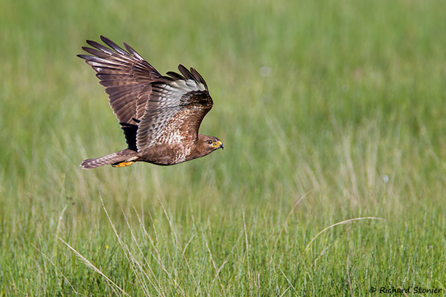 Buzzard