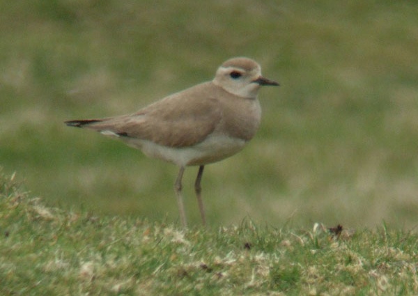 Caspian Plover