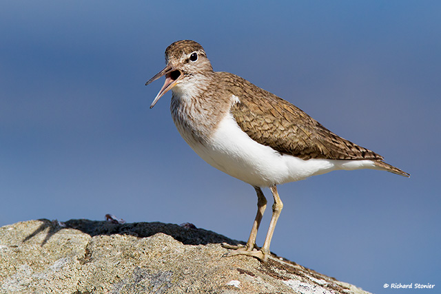 Common Sandpiper