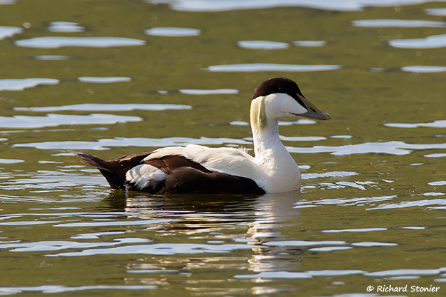 Eider