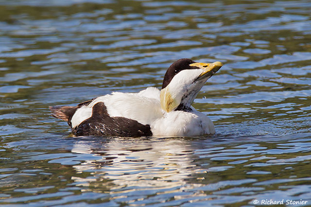 Eider