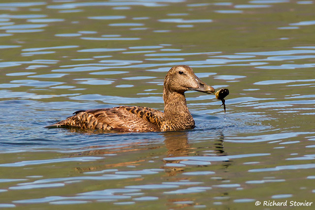 Eider