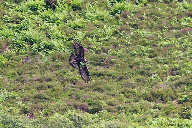 Golden Eagle