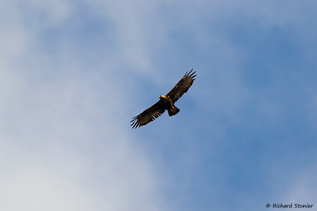 Golden Eagle