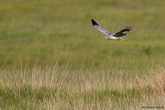 Hen Harrier