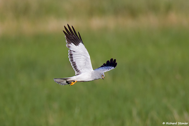 Hen Harrier