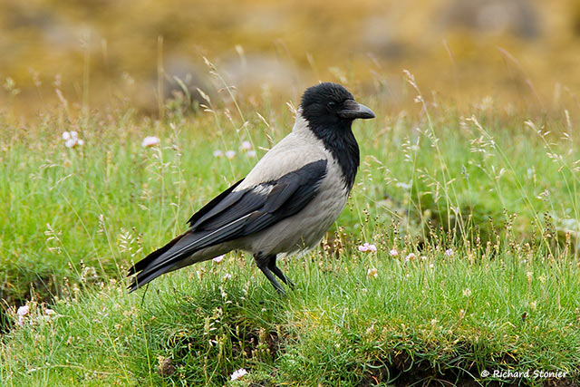 Hooded Crow
