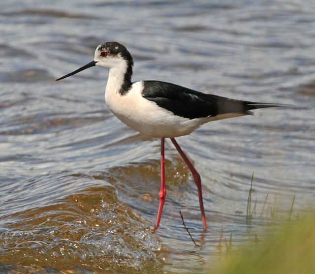 Black-winged Stilt