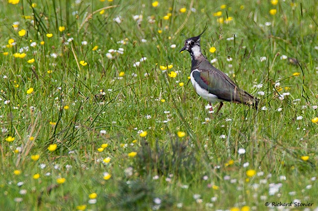 Lapwing