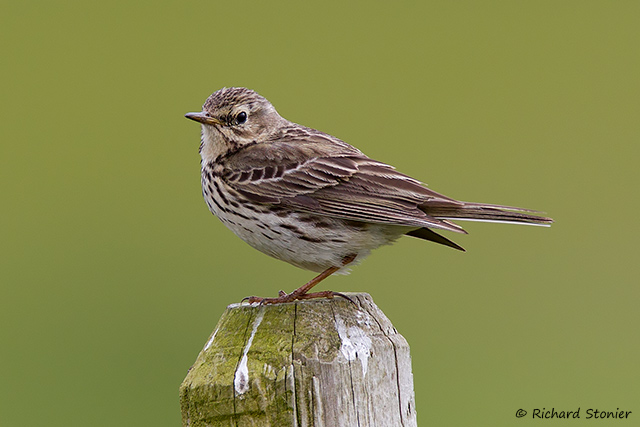 Meadow Pipit