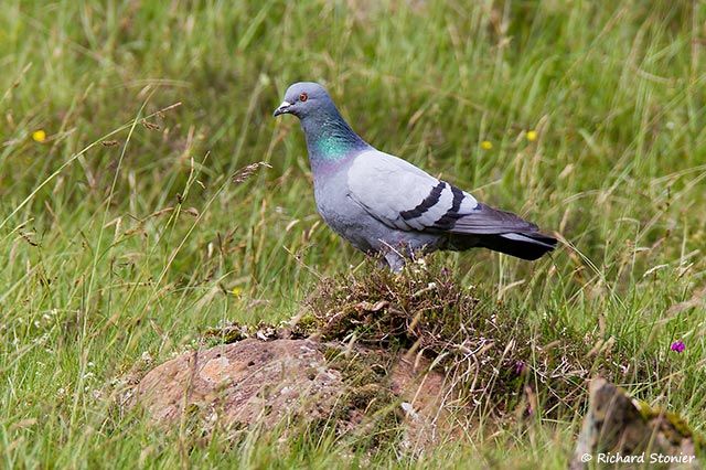 Rock Dove