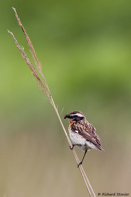 Whinchat