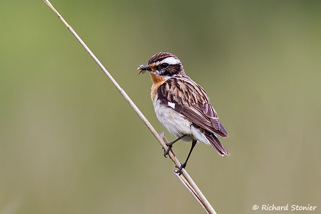 Whinchat
