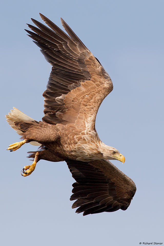White-tailed Eagle