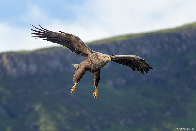 White-tailed Eagle