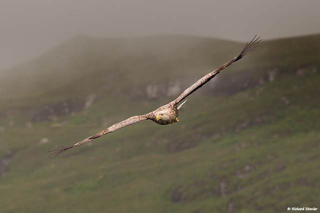 White-tailed Eagle