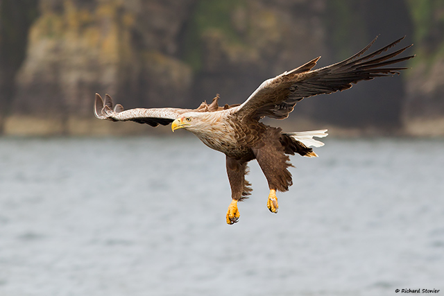 White-tailed Eagle