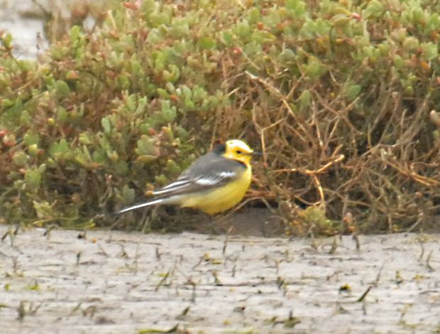 Citrine Wagtail