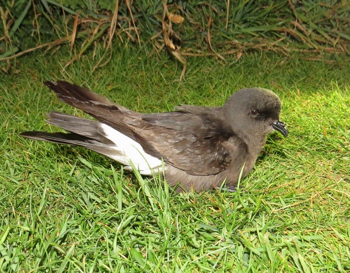 Storm Petrel