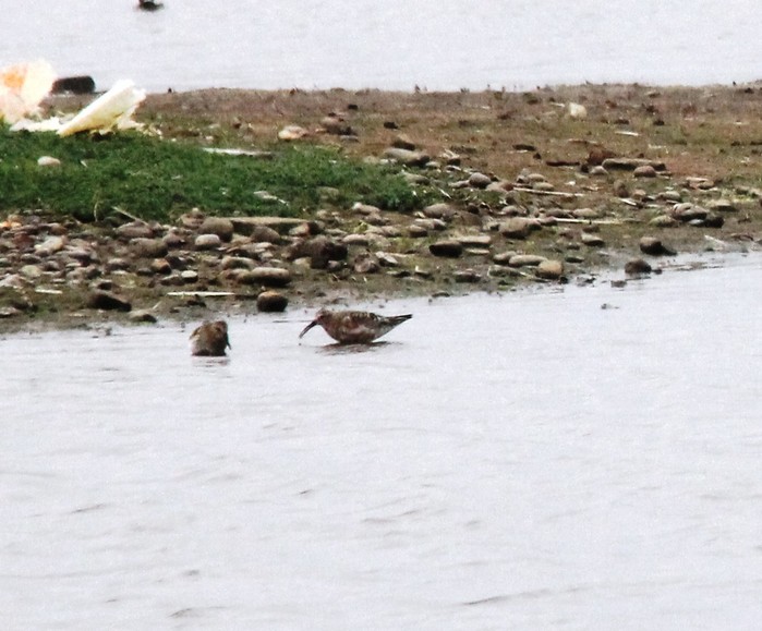 Curlew Sandpiper