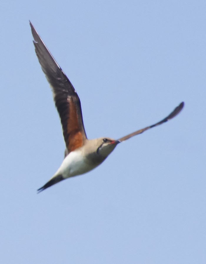 Collared Pratincole
