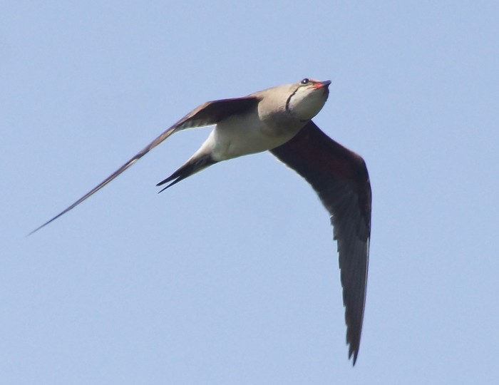 Collared Pratincole