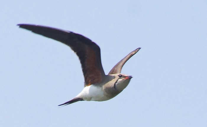 Collared Pratincole