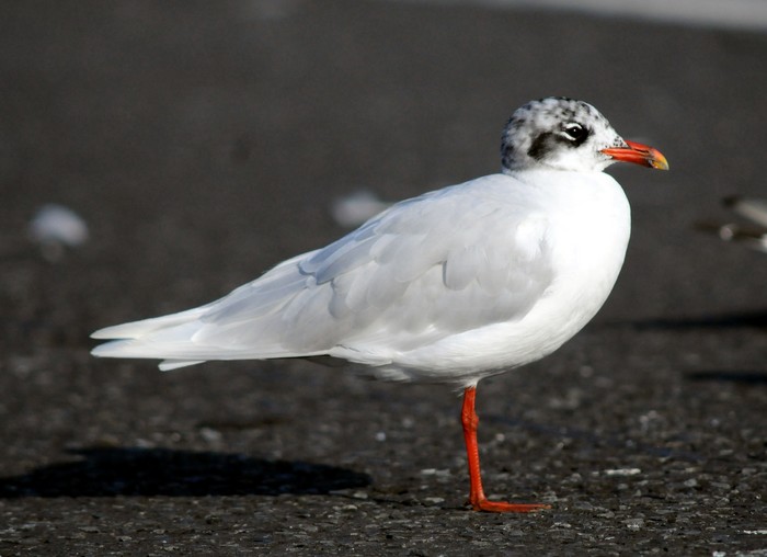 Mediterranean Gull