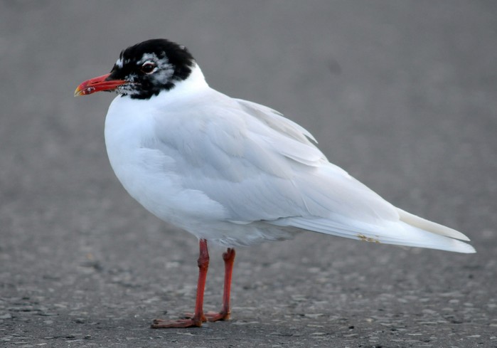 Mediterranean Gull