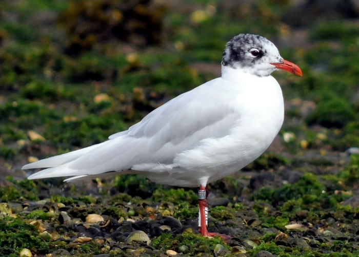 Mediterranean Gull