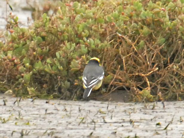 Citrine Wagtail