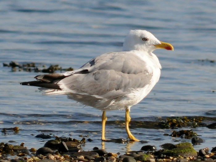 Yellow-legged Gull