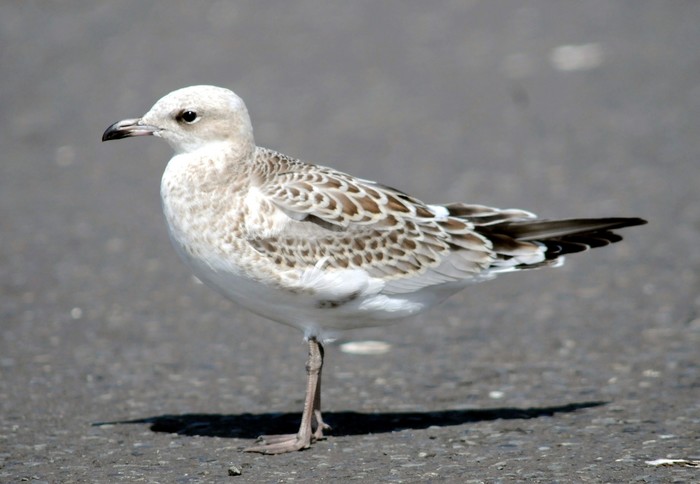 Mediterranean Gull