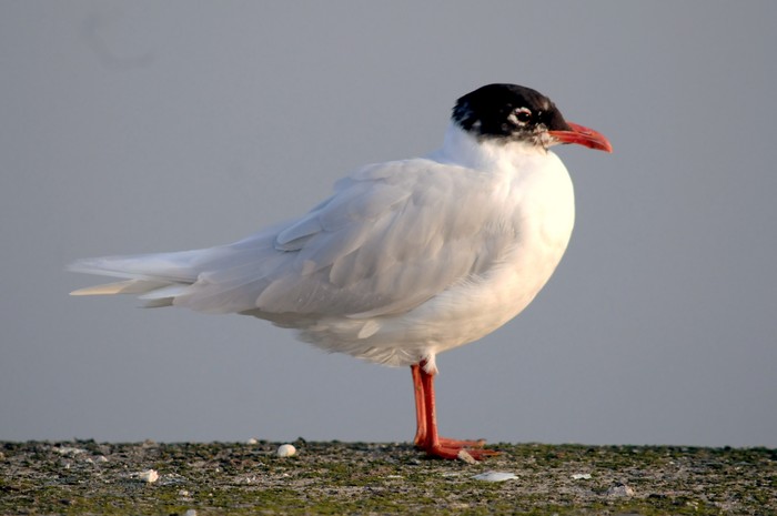 Mediterranean Gull