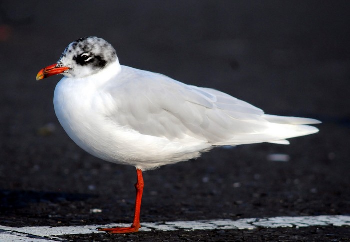Mediterranean Gull